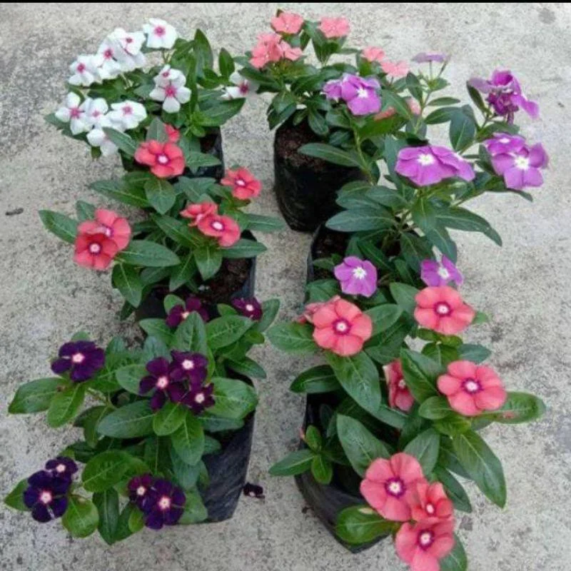 Vinca Rosea Periwinkle Catharanthus Roseus Nayan Tara. Multicolour Colour Flower Live Plant Thai Variety (pack Of 1). thumbnail 4